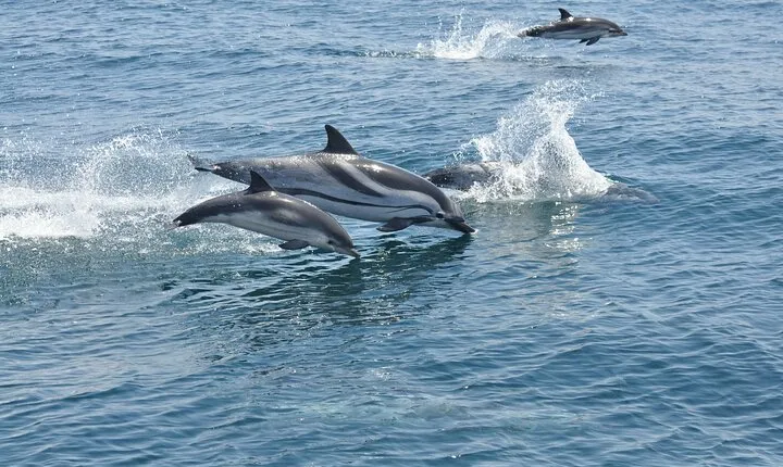 Excursion to Gibraltar with Dolphin Watching from Malaga