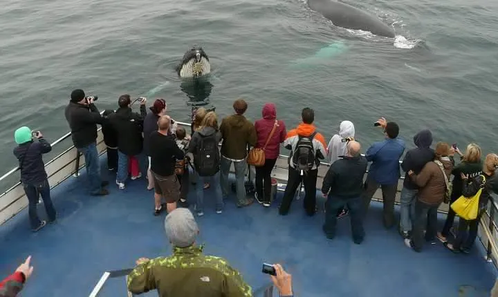Newfoundland Puffin and Whale Watch Cruise