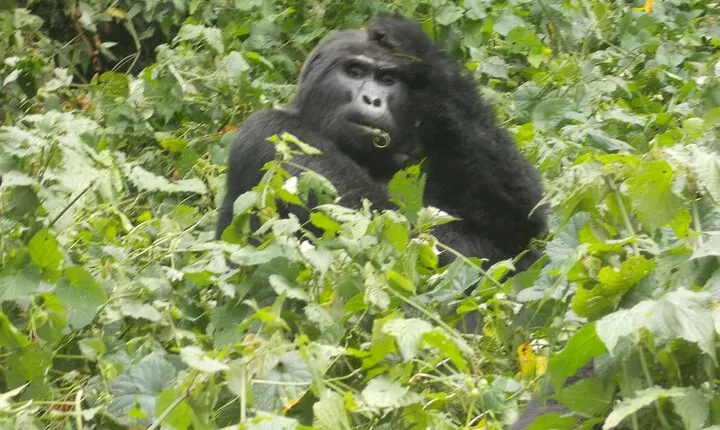 6 Day Golden Monkey, Nyungwe Chimps, Lake Kivu and Gorilla Trek