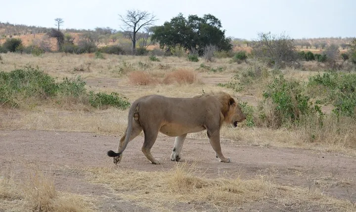 Ruaha National Park From Dar Es Salaam Flying Option 3 Days 2 Nights