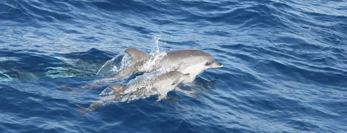 Lanzarote dolphin-watching mini cruise