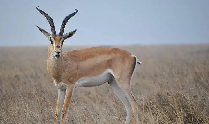 6 Days Tanzania Northern Circuit Safari