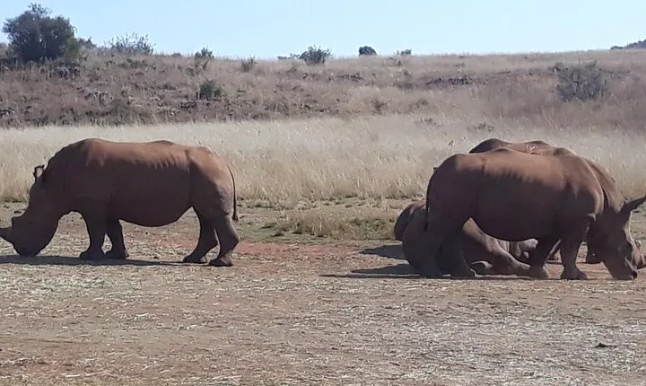 Safari Experience at Rhino & Lion Park