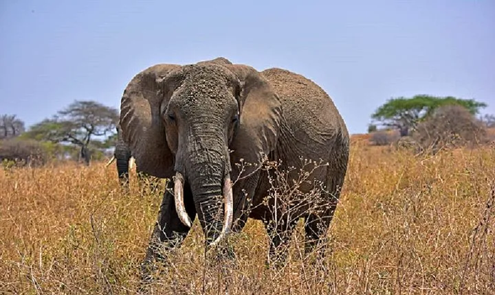 Tarangire Day Tour