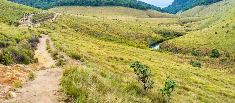 Day Trip to Horton Plains and Tea Estate in Nuwara Eliya