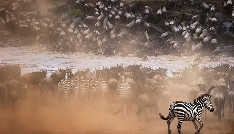 The Ultimate Migration Safari