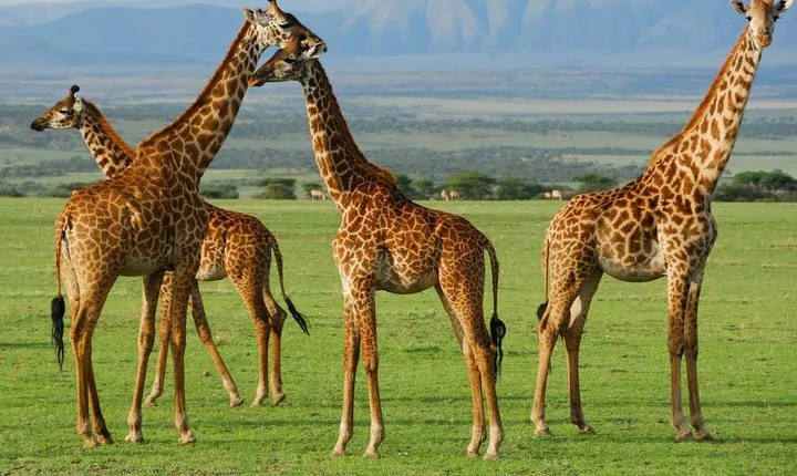 Arusha National park Day Trip