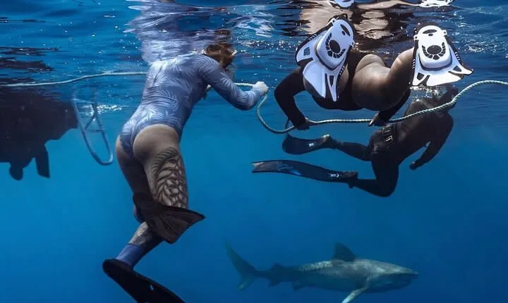 Dive with sharks in Oahu Hawaii: Educational Tour (No cage)
