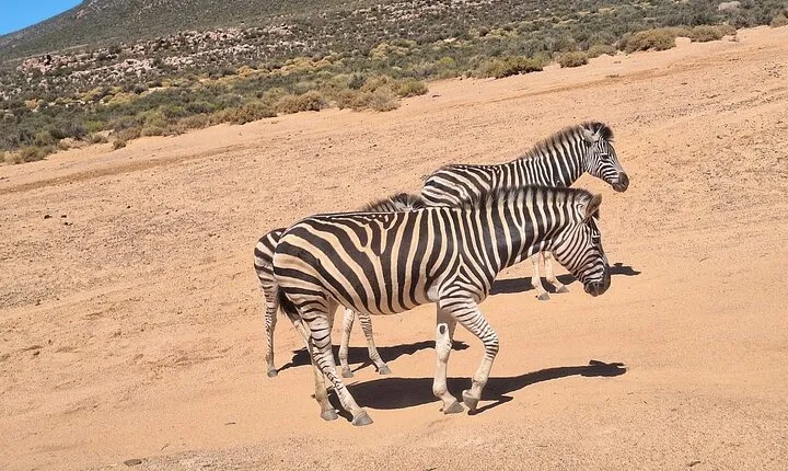 Cape Town Big 5 Adventure Aquila Game Reserve Safari with Lunch