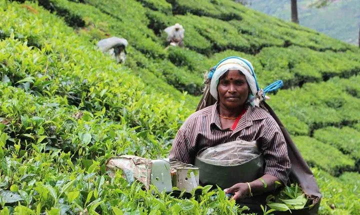 5 Days Private Kerala Tour Package by Saffron India Tours