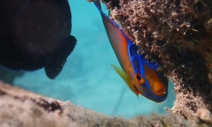 Under the Sea snorkeling(Stingray/Kayak/ Power Snorkel available)