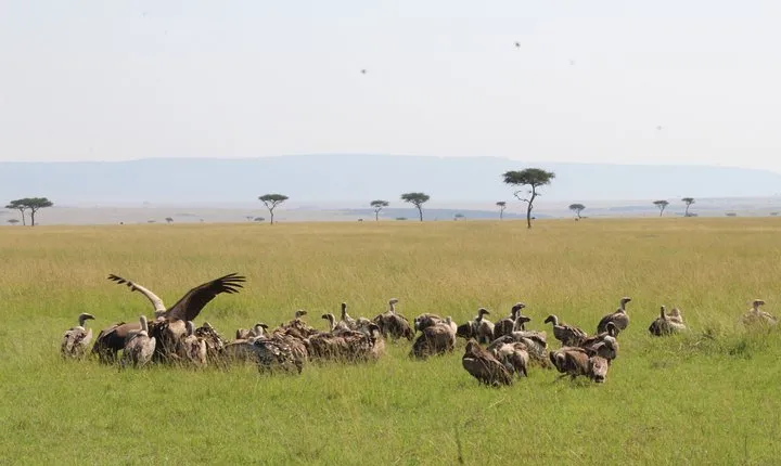 4-Day Safari to Ngorongoro crater and Serengeti