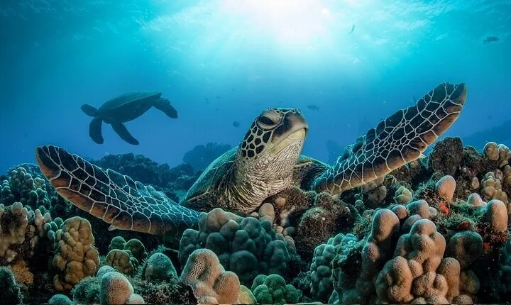 Private Abu Dabbab Snorkeling with Turtle W/Transfer :Marsa Alam