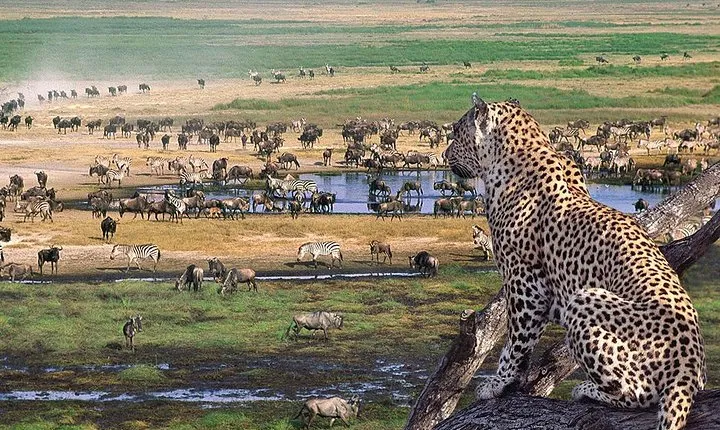 3 Day Joined Group Mid-range Safari Serengeti and Ngorongoro National Park