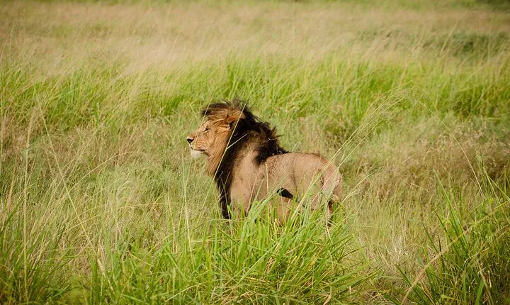 5 Day Private Midrange Tanzania Safari Tour