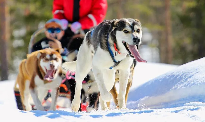 Half-Day Husky Safari and Salmon Ice Fishing Experience