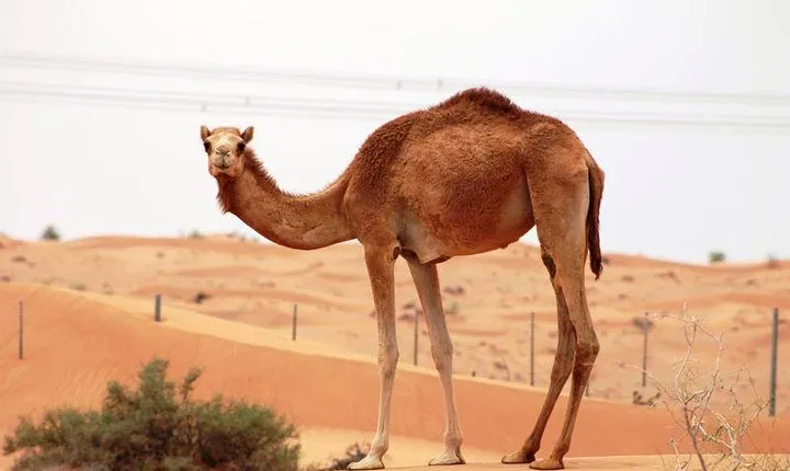 Camel Farm Visit - Dubai UAE