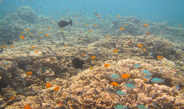 Shipwreck Snorkelling in Tulamben