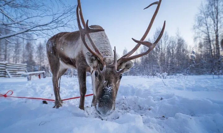Kuoksa Reindeer Farm Visit with a Short Sleigh Ride