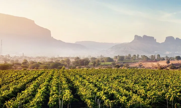 Full-Day Private Wine Tour at Sula Vineyards from Mumbai