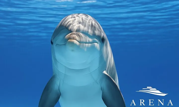 Fantastic DOLPHIN & SUNSET TOUR with dinner (Pula - NP BRIJUNI)