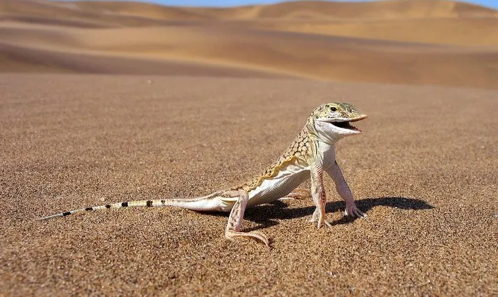 Private Highlights Of Namib Dunes Experience