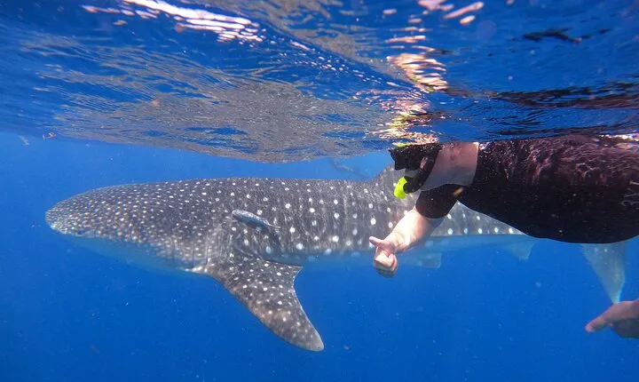 Whale Shark Tour from Cancun, Playa del Carmen, Tulum and Riviera Maya