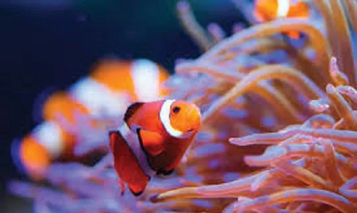 Cheap trip: from Cairo to Hurghada (Alf Leila Wa Leila+submarine)and return