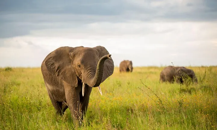 Two Days Private Mid Range Lodge Safari