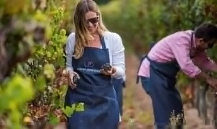 Private Casa Blanca Valley Wine Experience from Santiago