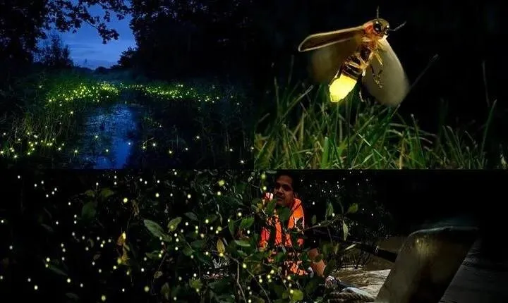 Fireflies & Silver leaf monkey Gazing tour