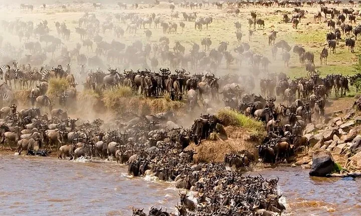 Unbelievable Trip To The Great Migration And River Crossing