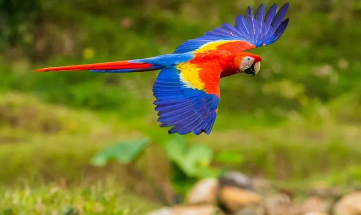 Manu Reserved Zone Tour from Cusco (6 Days)