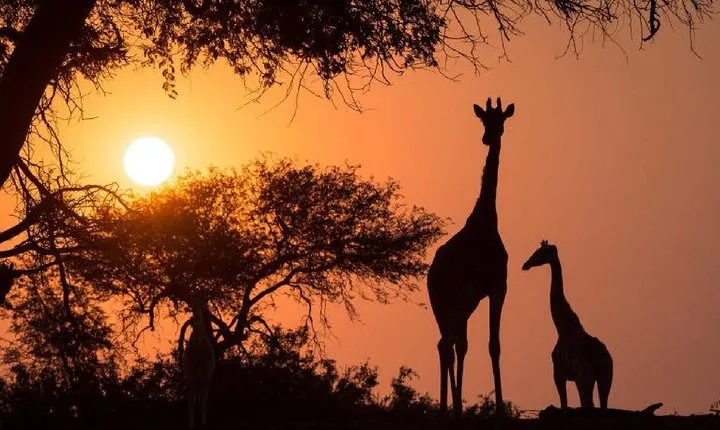 Twilight Game Safari Trip by Open Car in Victoria Falls
