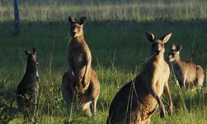 Sydney Wildlife Safari