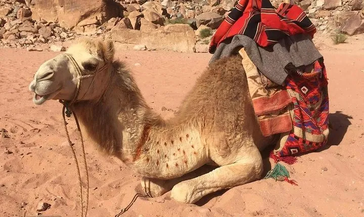 One Day Wadi Rum from Aqaba
