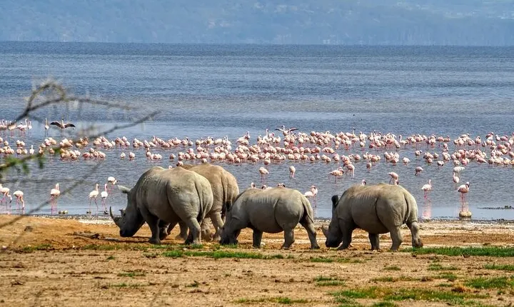 Explore Wildlife In Lake Nakuru National Park Guided Day Tour