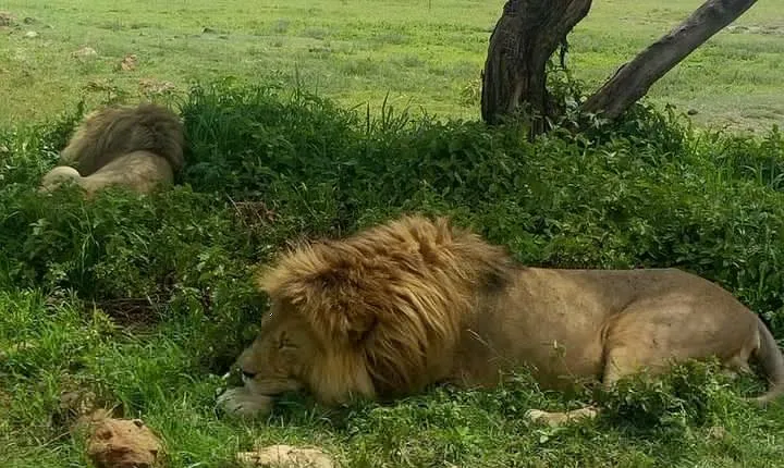 5 Days Join Group Safari Tour Tanzania