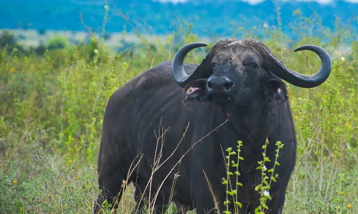 Nairobi Safari, Giraffe Centre Tour and Kazuri Beads Experience
