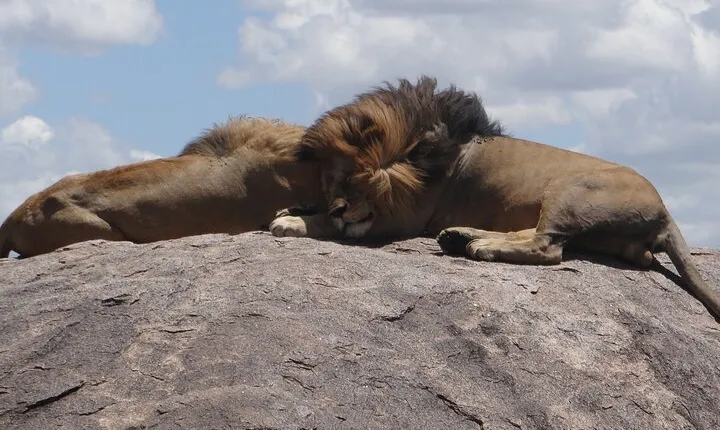 3 Day Magic Safari (Arusha, Tarangire & Manyara NP)