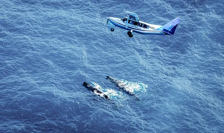 Whale Watching in Kaikoura - Ultimate Experience 