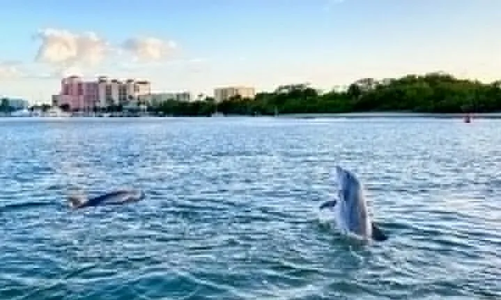 Dolphin Tiki Cruise around Fort Myers Beach