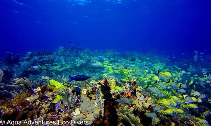 MUSA Museum and Colorful Reef 2 Tank Dive-Certified Divers