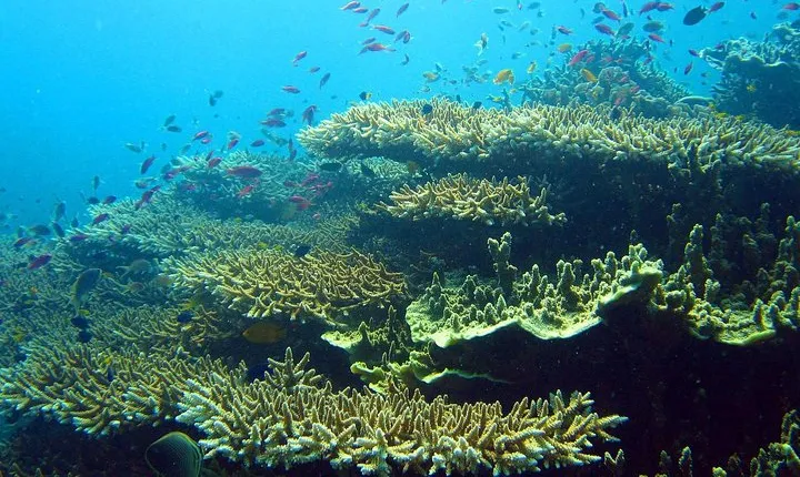 Oslob Whaleshark Watching Tour with Kawasan (Badian) Canyoneering in Cebu