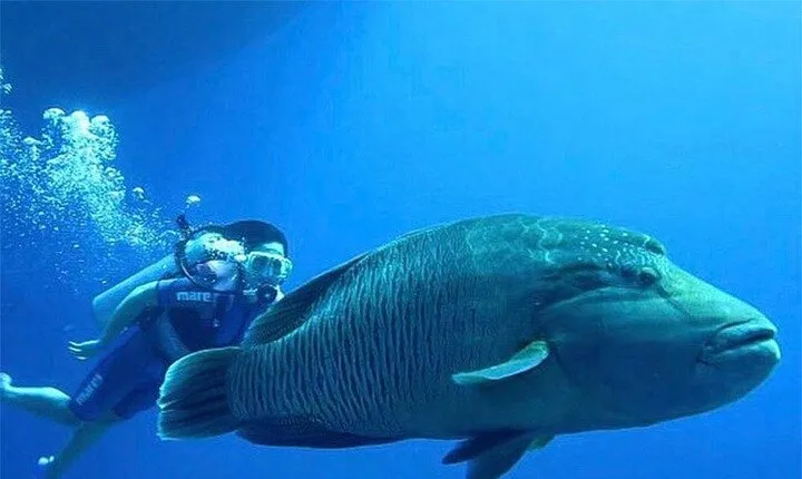 White Island and Ras Mohamed Cruise Adventure Sharm El Sheikh