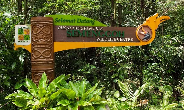 A glimpse of Orang Utan in Semenggoh Wildlife Centre