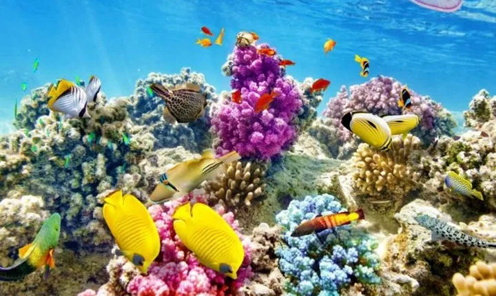 Full-Day Snorkeling Trip to Orange Island from Hurghada