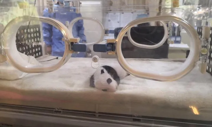 Ticket reservation for Chengdu Giant Panda Breeding Base