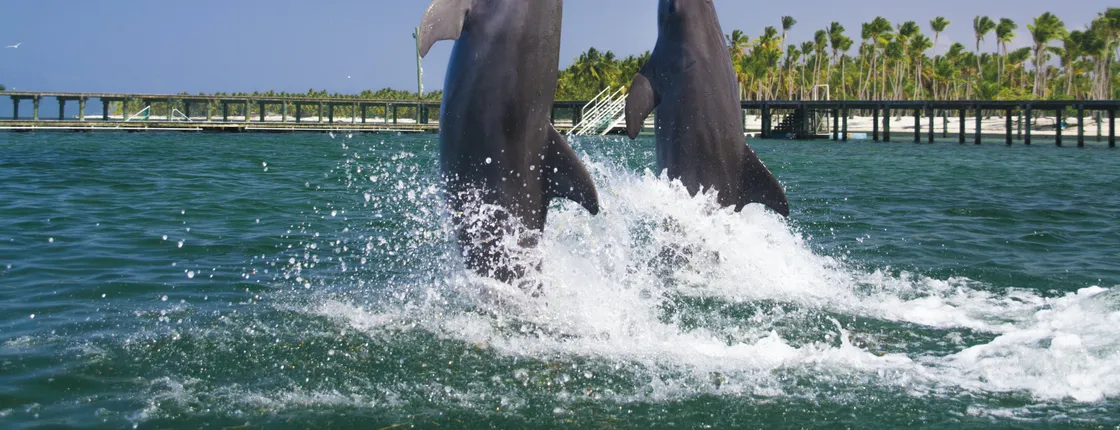 Punta Cana Dolphin Swim Tour