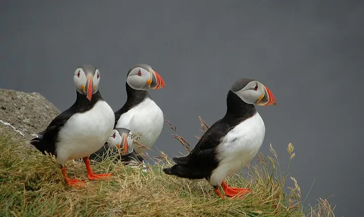 Puffin and Wildlife Boat Tour